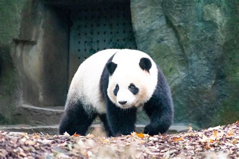 what animals are popular in china